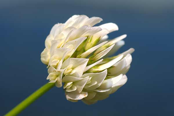 Koniczyna aleksandryjska (Trifolium alexandrinum)