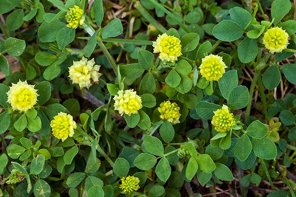 Koniczyna różnoogonkowa (Trifolium campestre)