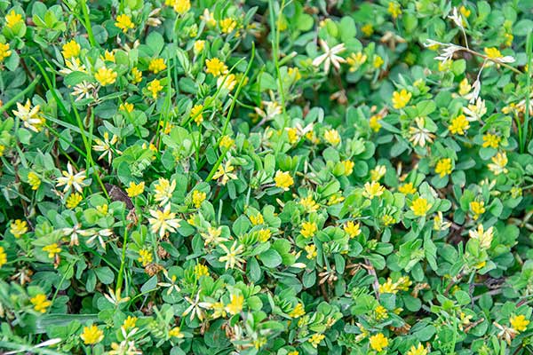 Koniczyna drobnogłówkowata, orędziw (Trifolium dubium)