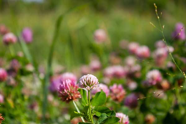 Koniczyna białoróżowa, koniczyna szwedzka (Trifolium hybridum)