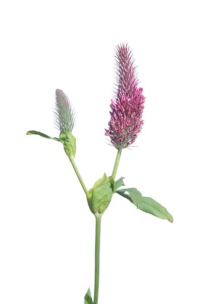 Koniczyna długokłosowa (Trifolium rubens)