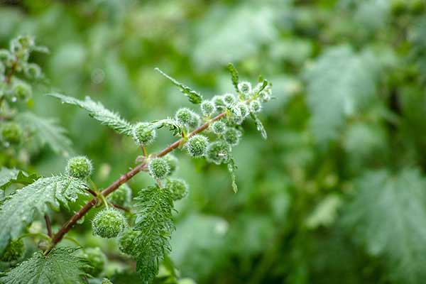 Pokrzywa pigułkowa (Urtica pilulifera)