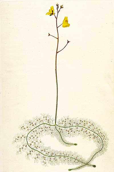 Pływacz zaniedbany (Utricularia australis)