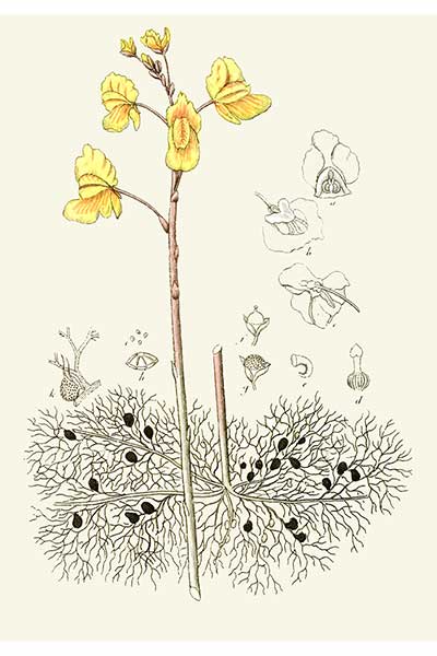 Pływacz zwyczajny (Utricularia vulgaris)