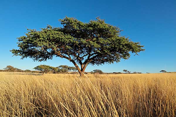 (Vachellia erioloba)