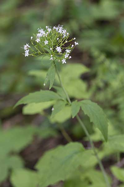 Kozłek trójlistkowy (Valeriana tripteris)