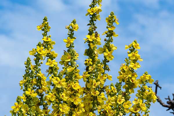 Dziewanna olimpska (Verbascum olympicum)