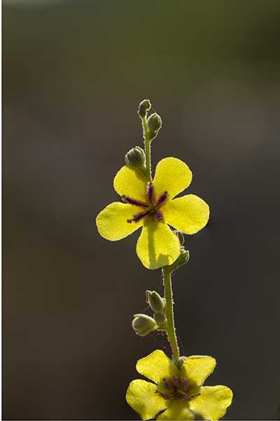 Dziewanna zatokowa (Verbascum sinuatum)