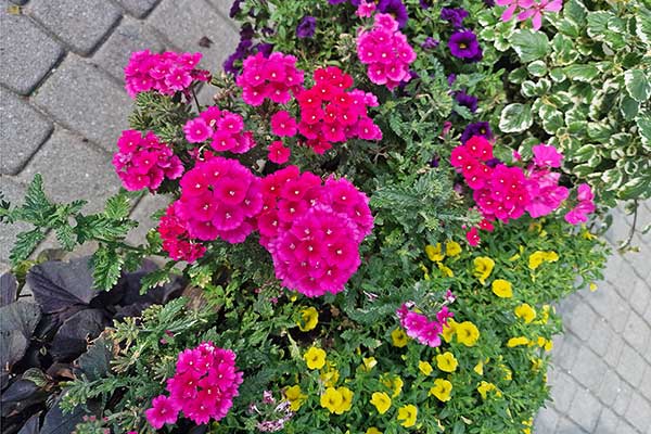 Werbena ogrodowa (Verbena hybrida)