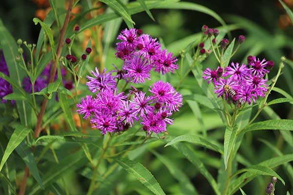 (Vernonia crinita)
