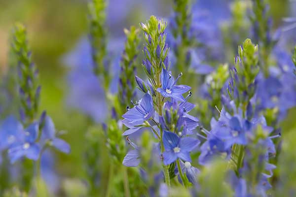 Przetacznik pierzastosieczny (ząbkowany, pagórkowy) (Veronica austriaca)