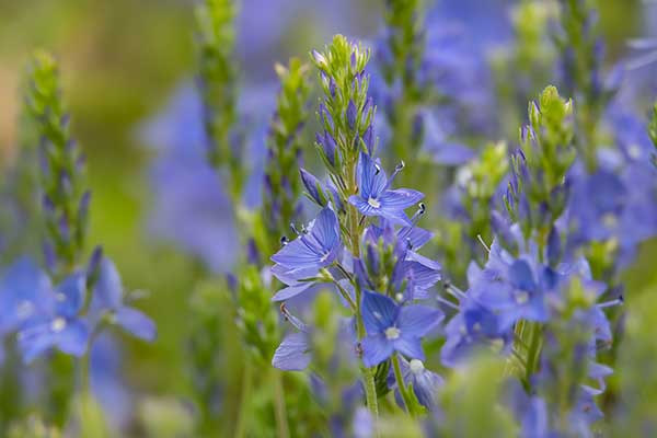 Przetacznik pierzastosieczny (Veronica austriaca)