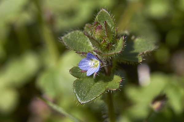 Przetacznik bluszczykowaty (Veronica hederifolia)