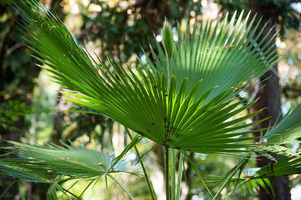 Waszyngtonia nitkowata (Washingtonia filifera)