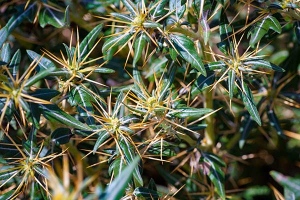 Rzepień ciernisty, rzepień kolczasty (Xanthium spinosum)