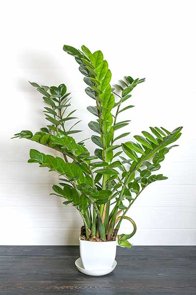 Zamiokulkas zamiolistny (Zamioculcas zamiifolia)