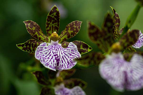 (Zygopetalum maculatum)