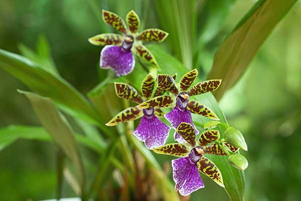 Zygopetalum