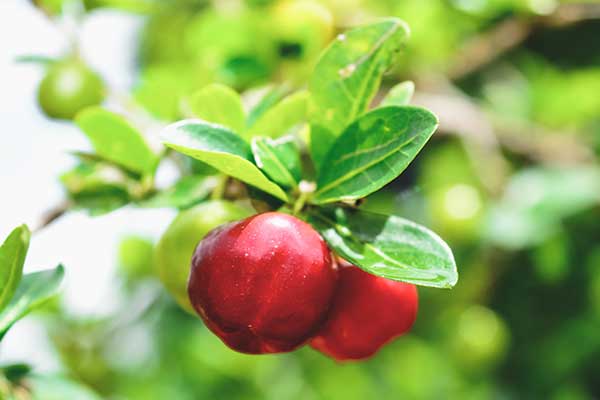 Acerola, malpigia gładka, wiśnia z Barbados (Malpighia glabra)