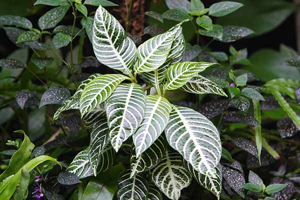 Afelandra stercząca, afelandra szczytowa (Aphelandra squarrosa)
