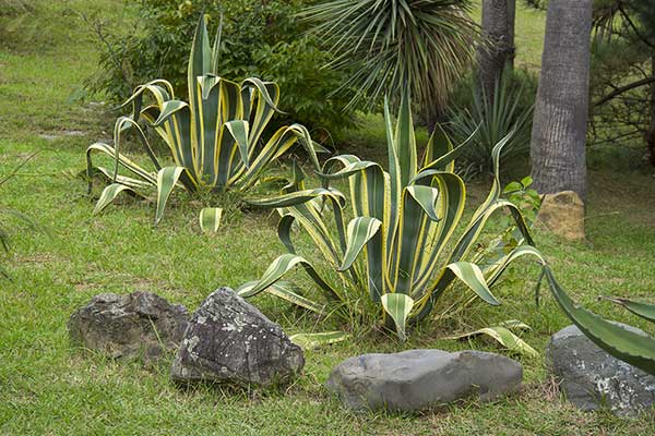 Agawa amerykańska (Agave americana)