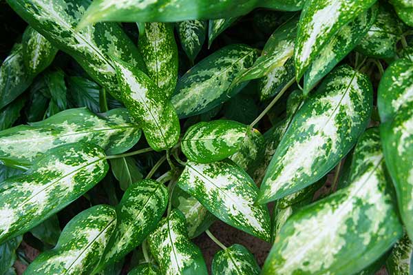 Aglaonema zmienna (Aglaonema commutatum)