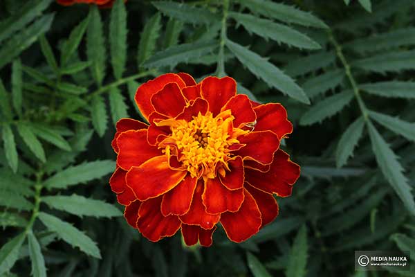 Aksamitka rozpierzchła (Tagetes patula)