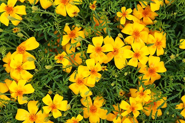 Aksamitka wąskolistna (Tagetes tenuifolia)