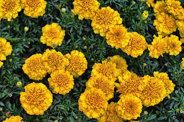 Aksamitka wzniesiona (Tagetes erecta)