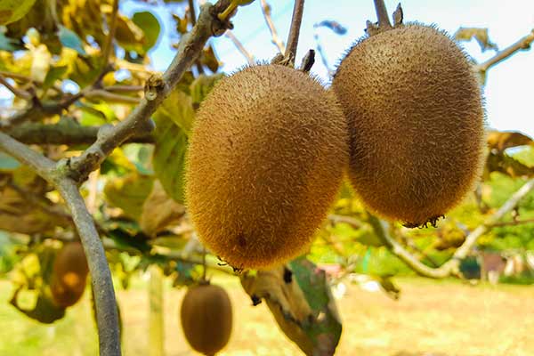 Aktinidia © Tiberio – stock.adobe.com Aktinidia