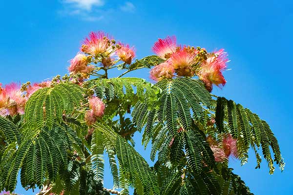 Albicja jedwabista, albicja biało-różowa (Albizia julibrissin)