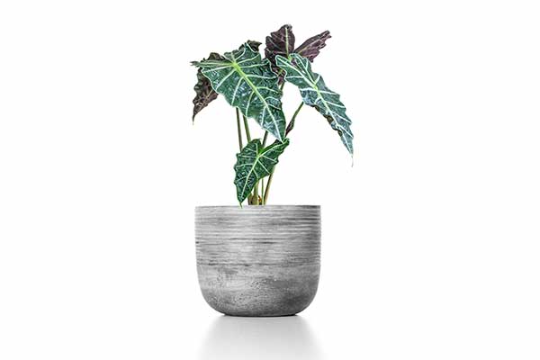 Alokazja amazońska (Alocasia × amazonica)