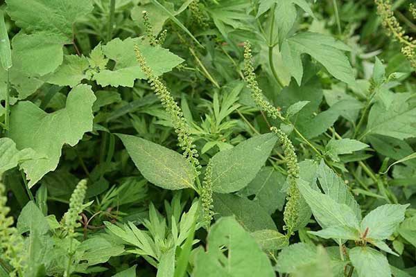 Ambrozja trójdzielna (Ambrosia trifida)