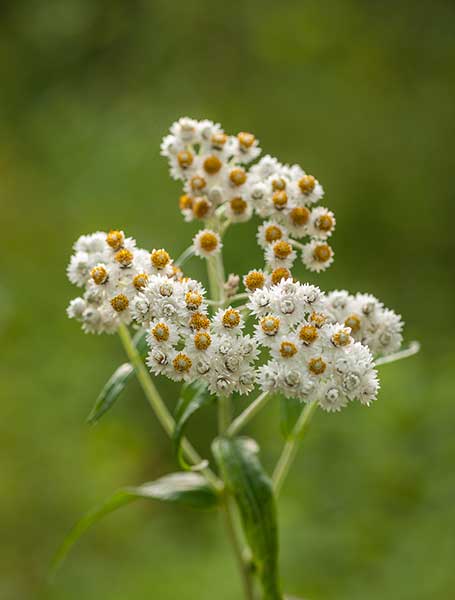 Anafalis perłowy (Anaphalis margaritacea)