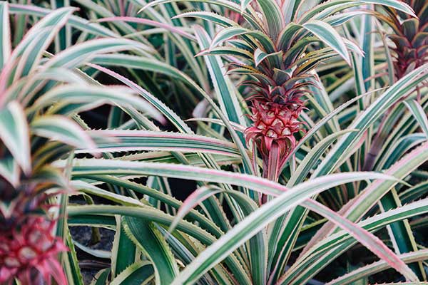 Ananas jadalny (Ananas comosus)