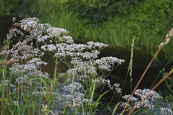 Biedrzeniec anyż, anyż (Pimpinella anisum)