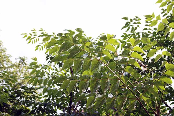 Aralia, dzięgława © Krzysztof Trawiński Aralia, dzięgława