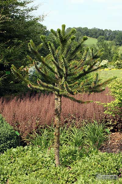 Araukaria chilijska (Araucaria araucana)