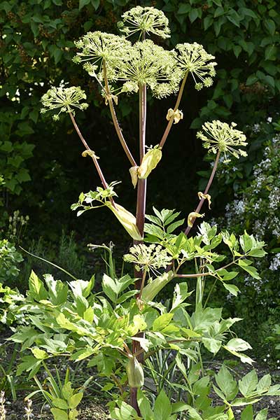 Dzięgiel litwor, arcydzięgiel (Angelica archangelica)