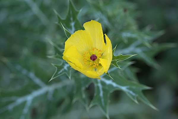 Argemon meksykański (Argemone mexicana)