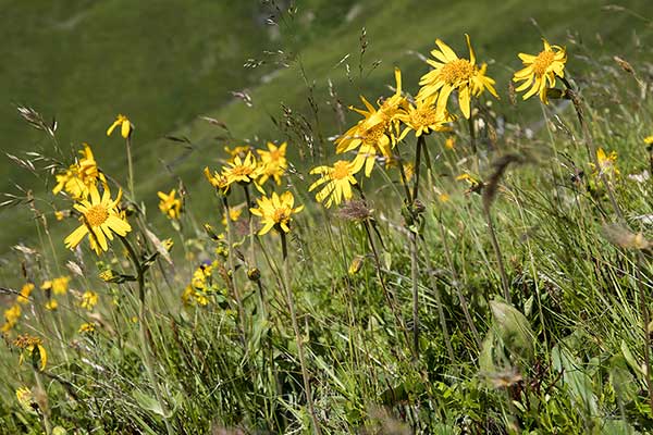 Arnika górska (Arnica montana)