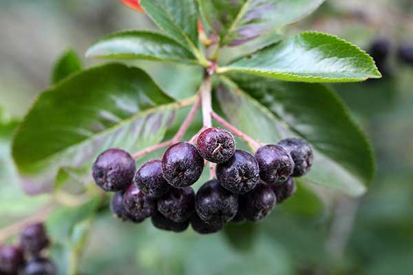 Aronia czarna, aronia czarnoowocowa (Aronia melanocapra)