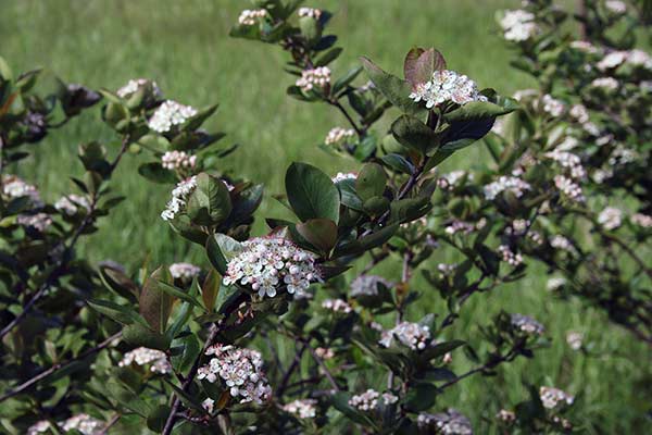 Aronia © Krzysztof Trawiński Aronia