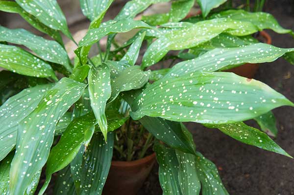 Aspidistra wyniosła (Aspidistra elatior)