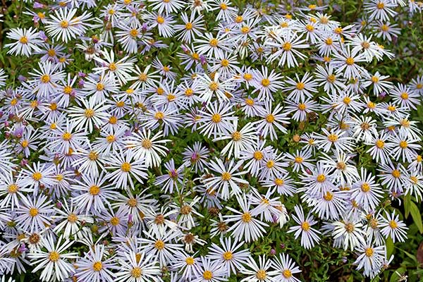 Aster gawędka (Aster amellus)