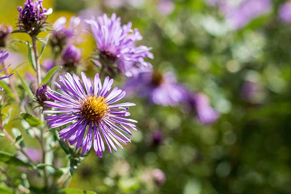 Aster nowoangielski, aster amerykański (Aster novae-angliae)