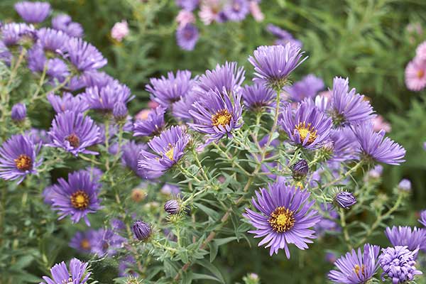 Aster nowobelgijski, aster wirginijski (Aster novi-belgii)