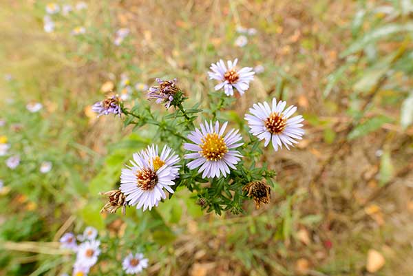 Aster solny (Aster tripolium)