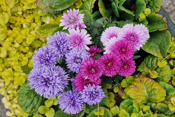 Aster © Krzysztof Trawiński Aster