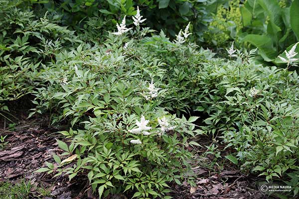 Astilbe japońskie (Astilbe japonica)